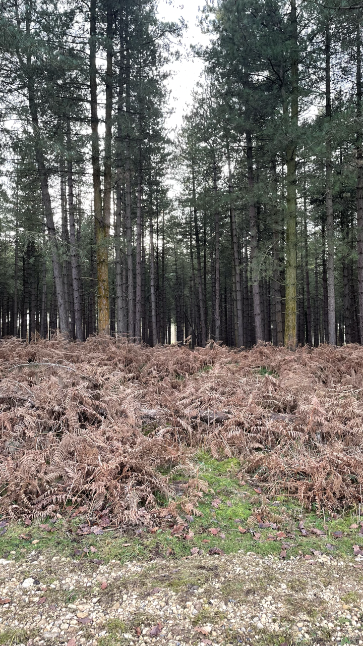 Some trees in a thick forest