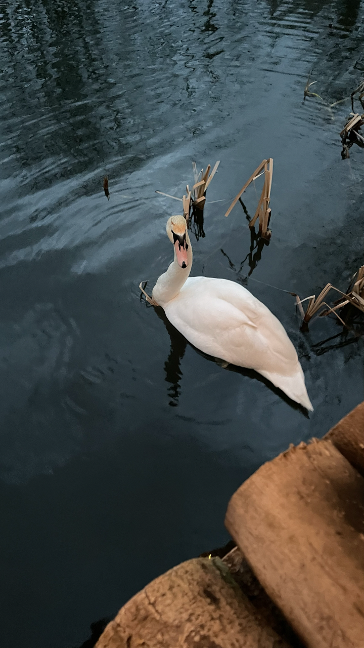 The aggro swan