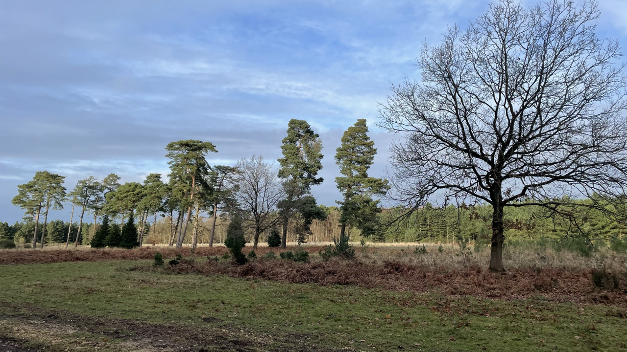 Some trees in a patch of cleared woodland